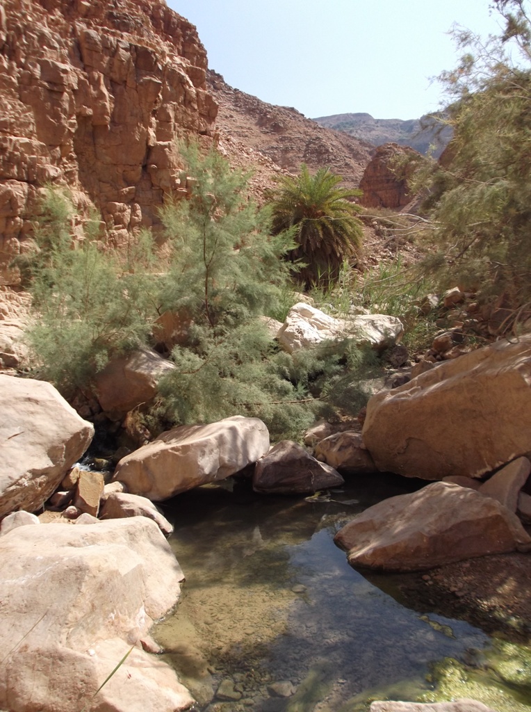 13 Wadi Himara Palm Trees and Waterfall Trail Half Way Down the Trail
