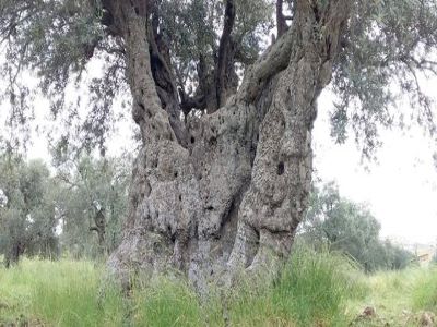 Kingdom Home to One of Oldest Olive Tree Genotypes Mehras